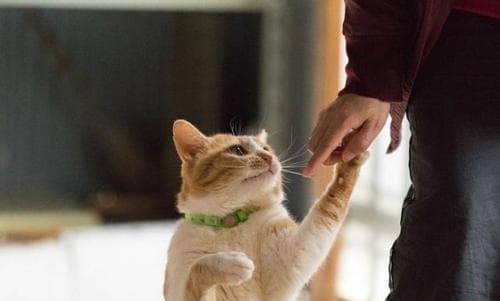 梦见猫向我寻求帮助：从传统文化到心理学的深度解析
