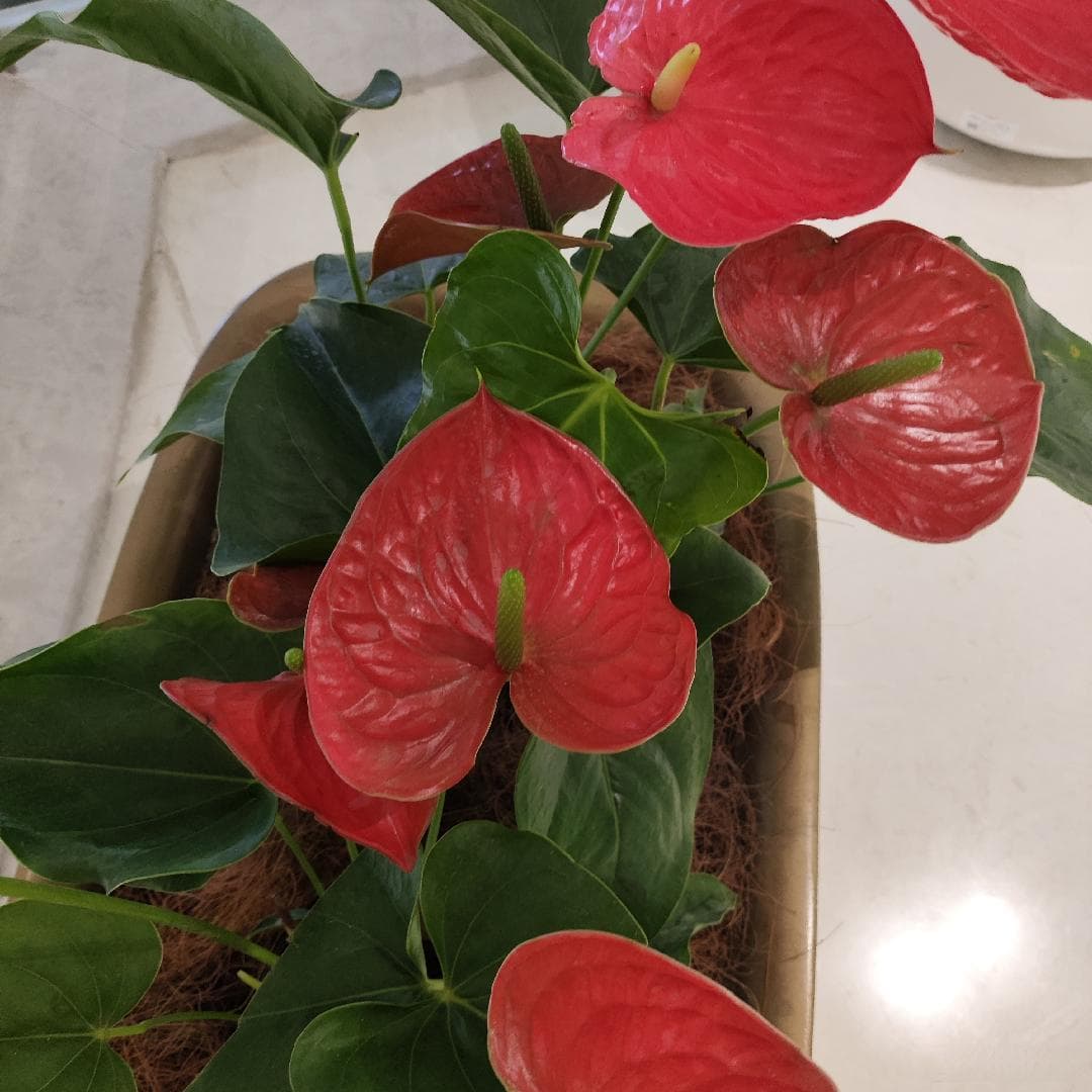 清爽宅家指南：红掌绿植盆栽，为家注入自然活力！