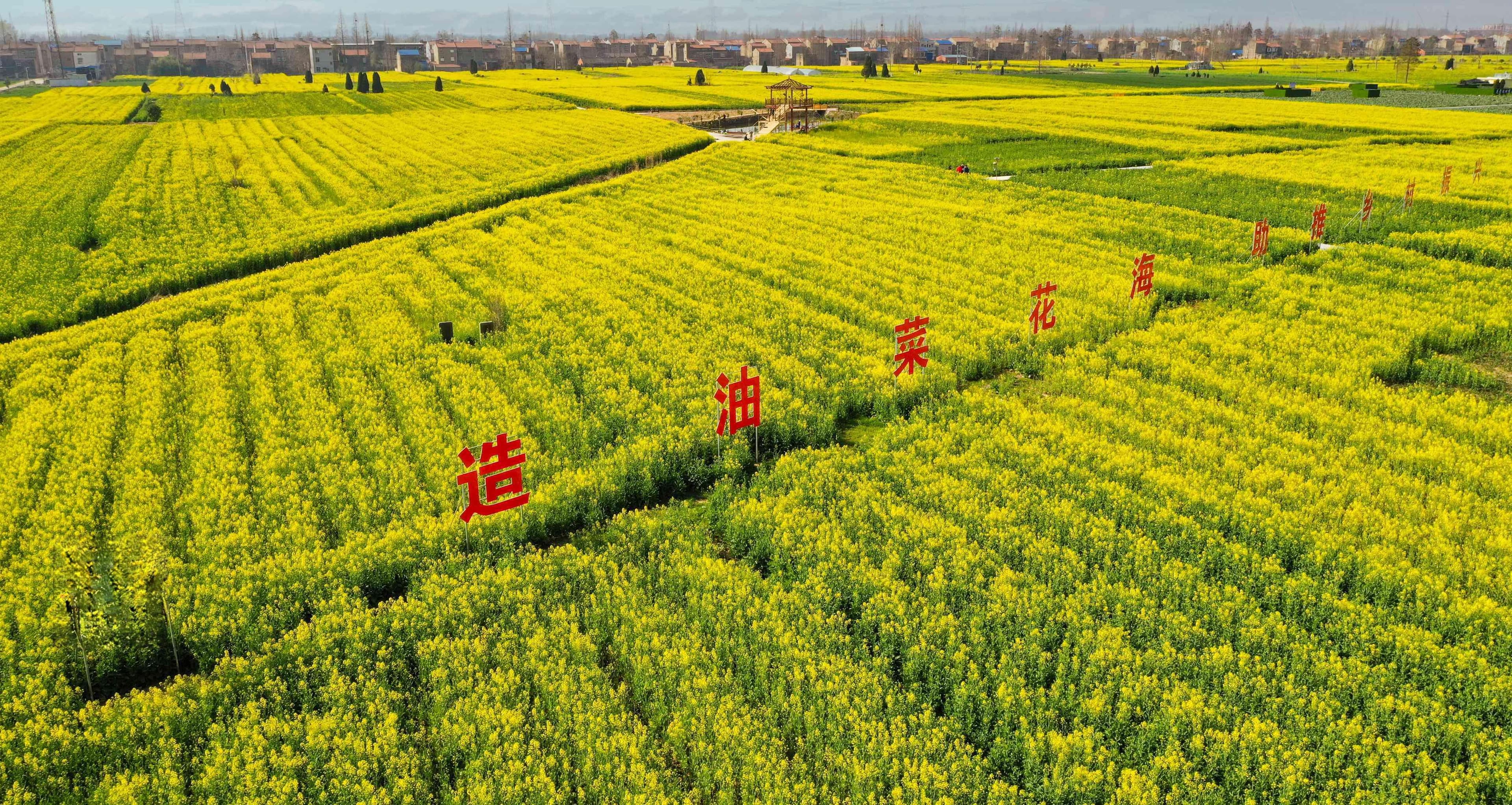 生菜：绿色革命，跨越国界的生机