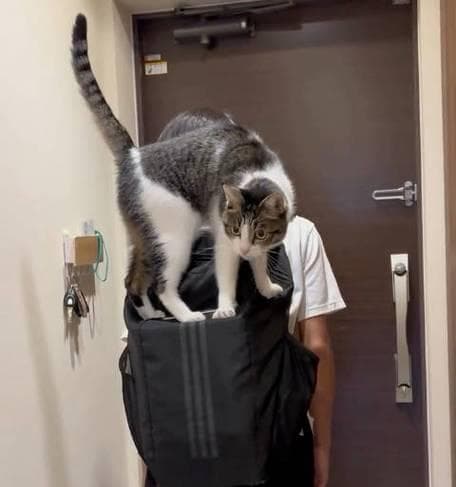 让你家猫咪开心的八件事情