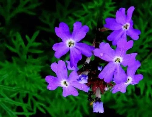 紫罗兰：梦幻而美丽的花卉