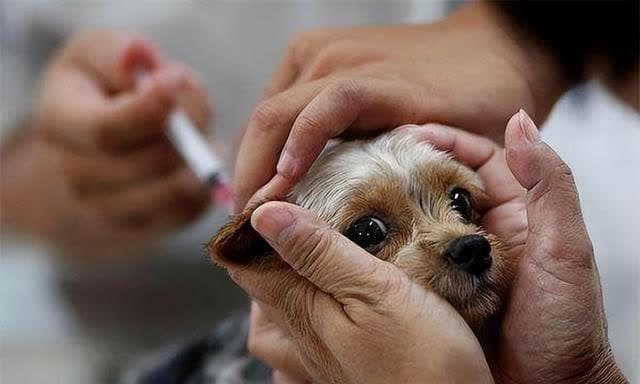 疫苗选择新视角：人二倍体与Vero细胞疫苗性能比拼，Vero疫苗市场崛起