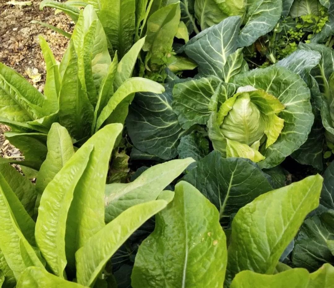 7个实用防虫小技巧，告别农药残留，让蔬菜种植更安心
