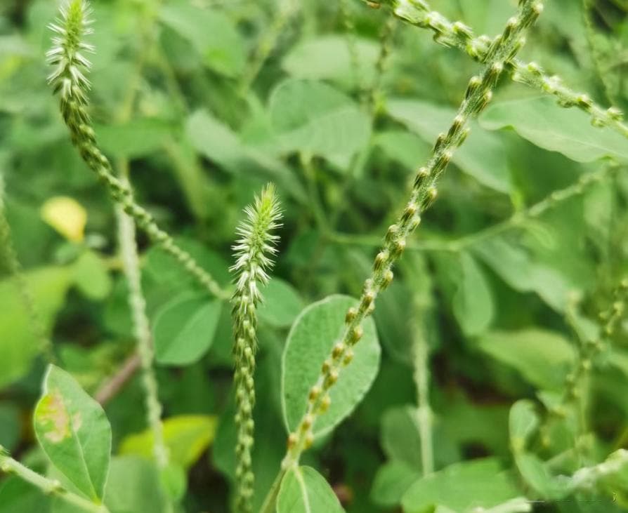 牛膝，农村4大流氓植物之一！
