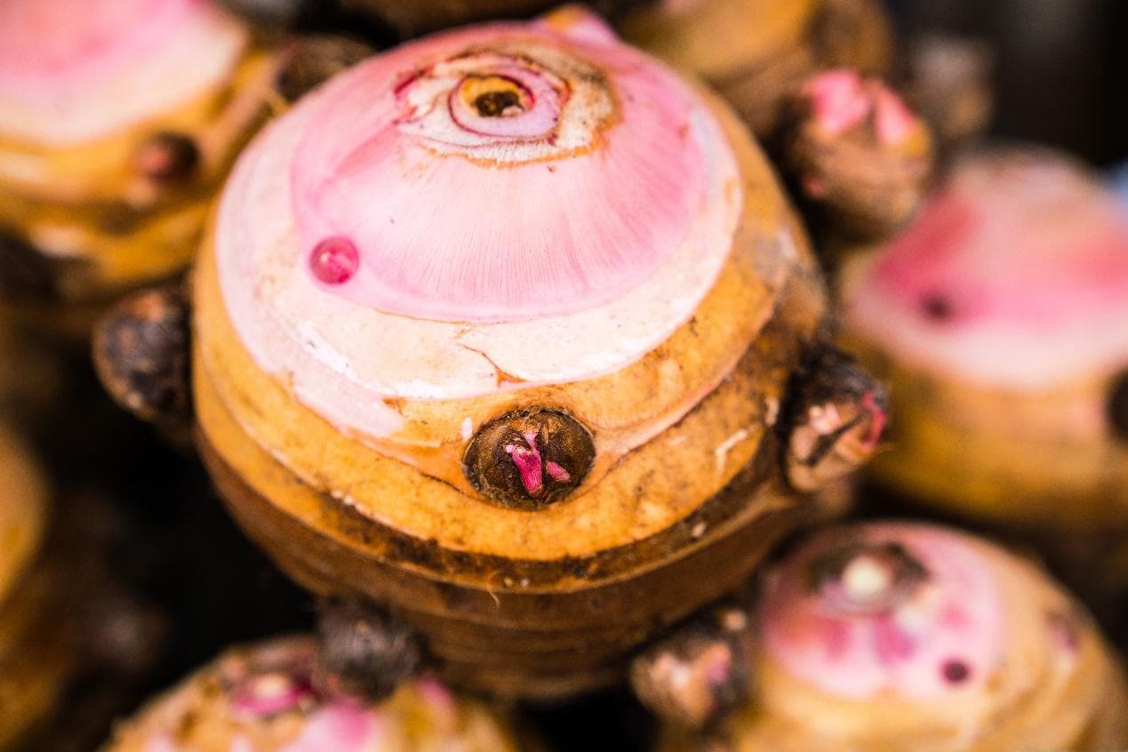 奉化芋艿头：个大皮薄 糯滑无筋