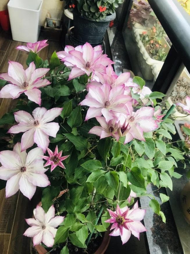肉莲花图片：展示了这种独特植物的美丽形态与色彩，吸引了众多爱好者和园艺师的关注