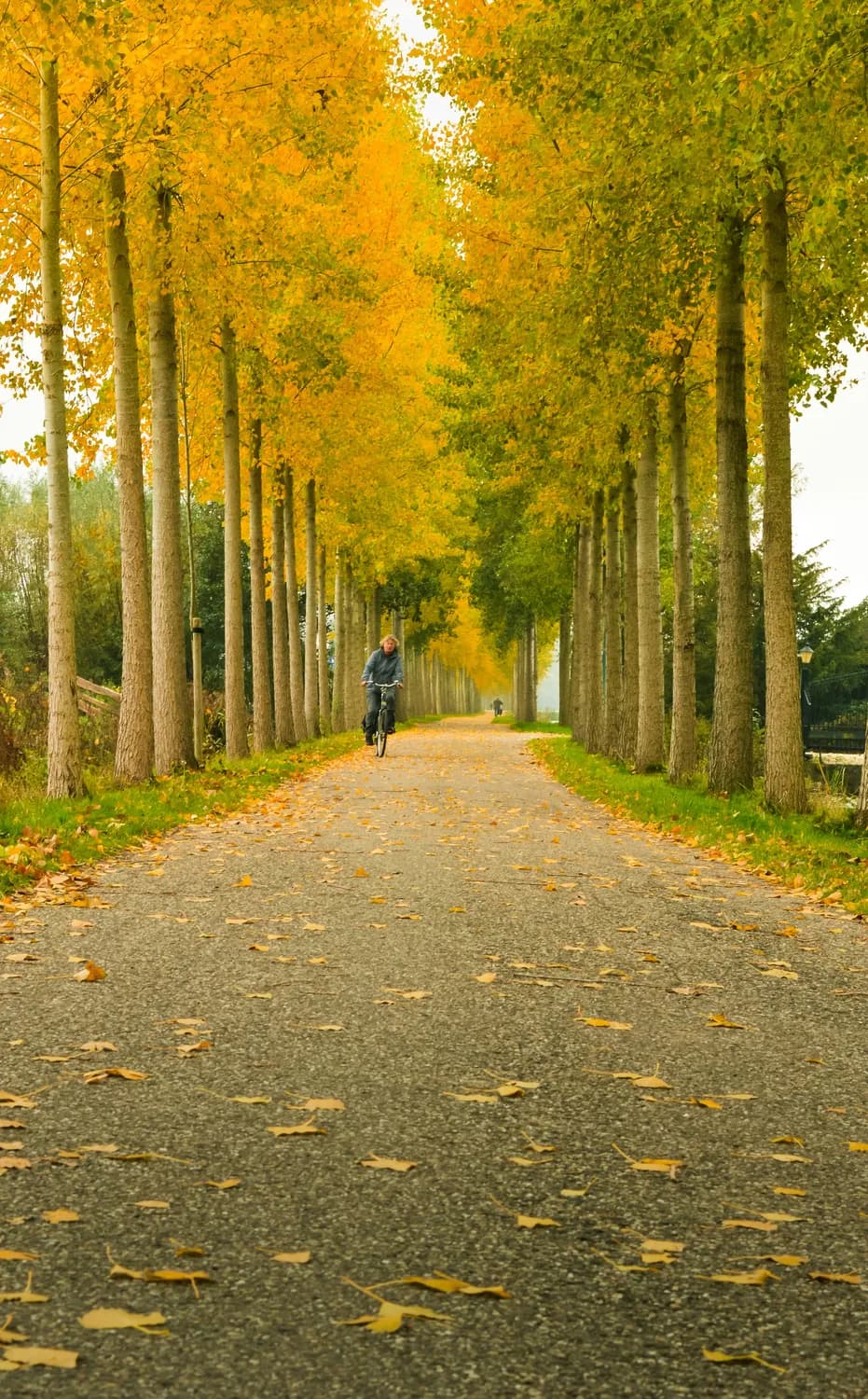 秋游打卡：滨湖湿地森林公园