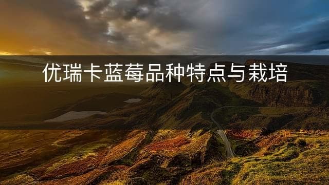 优瑞卡蓝莓品种特点与栽培方法