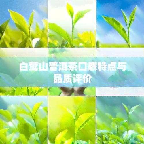 白莺山普洱茶口感特点与品质评价