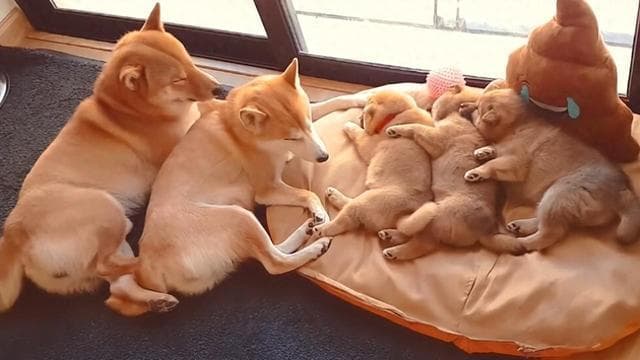 为什么狗会出现近亲繁殖的行为？会有什么影响？