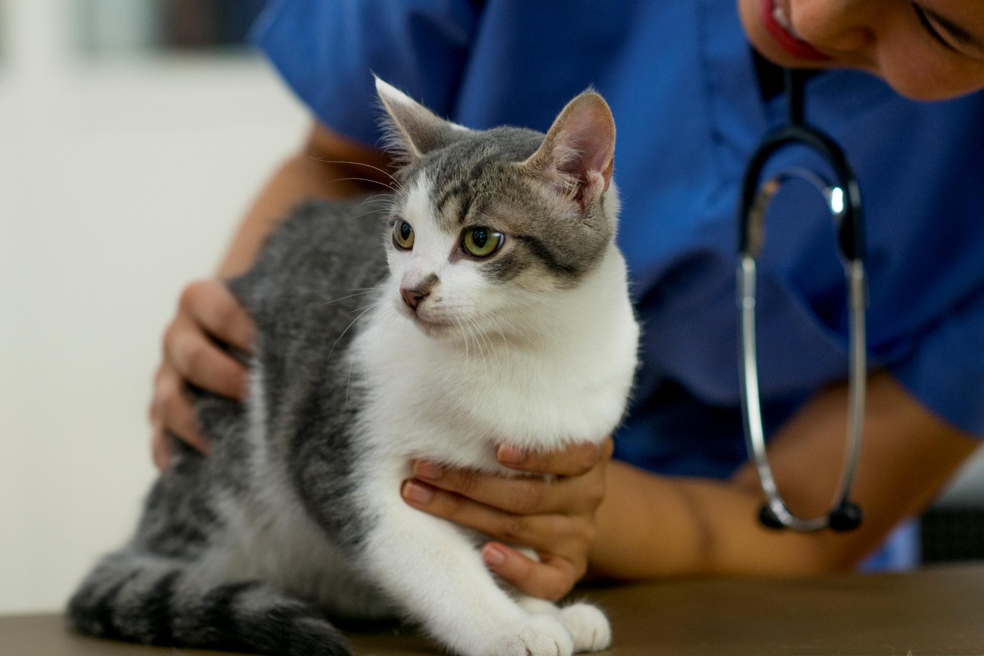 导致猫传腹的原因有哪些