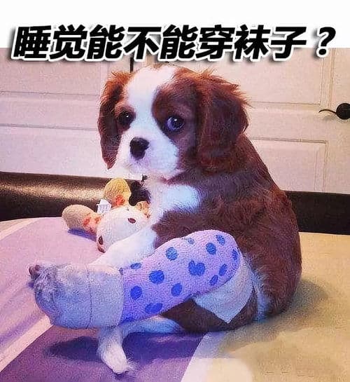 懒狗变活力宠，运动乐趣多