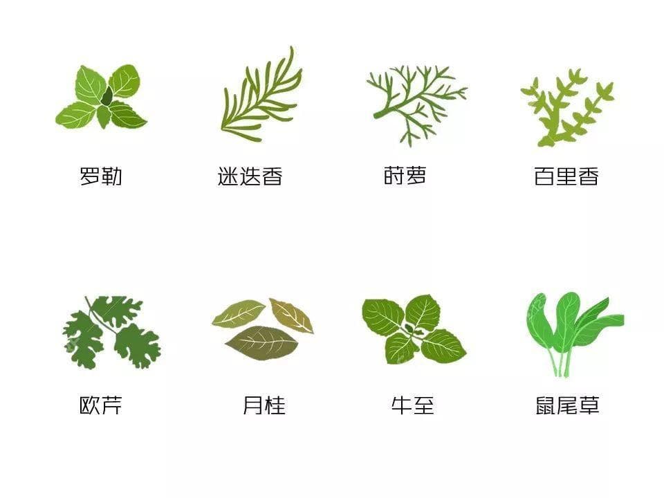 西餐香料完全指南：从罗勒到迷迭香的辨识与使用
