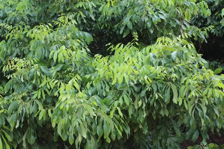 龙眼：从自然属性到经济价值的全面解析