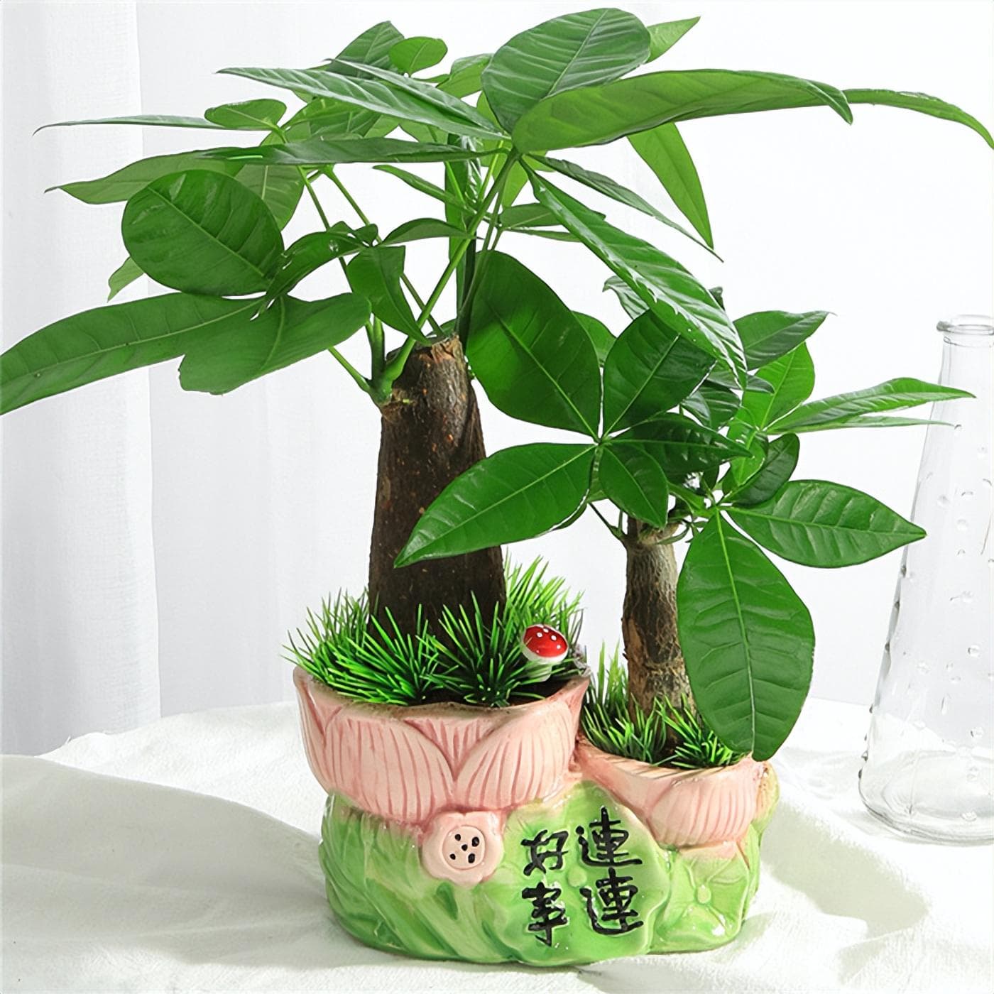 搬新家送什么绿植盆栽最适合