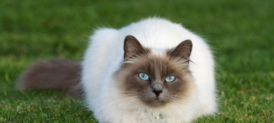 猫咪的理想温度：18℃-27℃，如何为爱宠打造舒适环境？