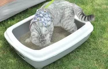 宠物猫砂盆过高，如何调整？