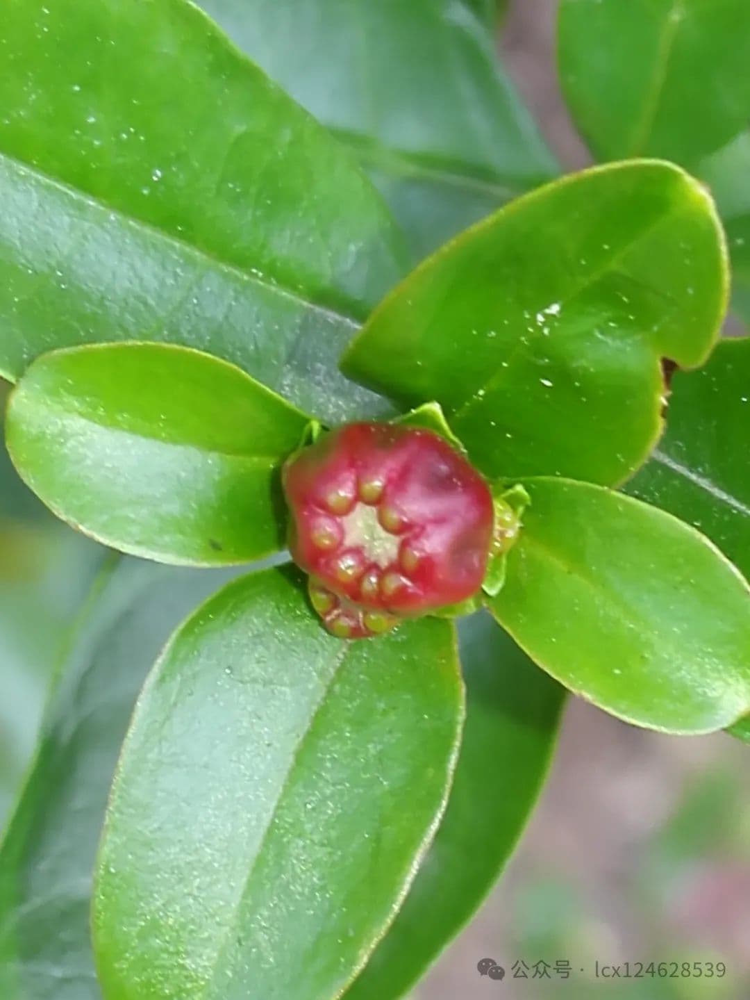 科普：石榴（Punica granatum）的全面介绍