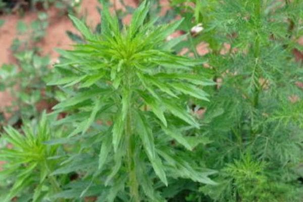 农村常见的50种药草