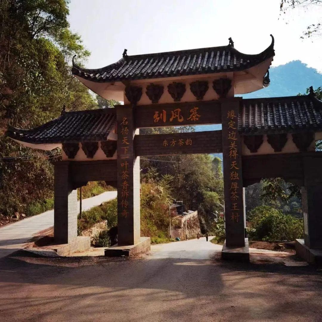 走进易武，了解刮风寨茶叶特点