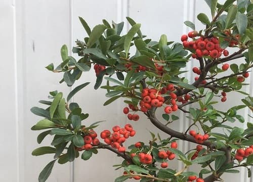 火棘病虫害防治方法