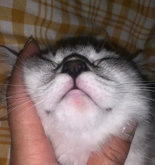 猫咪黑下巴了怎么办？（如何有效预防和治疗猫咪的黑下巴问题？）