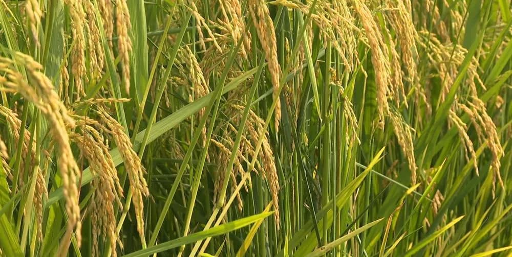 暴雨洪涝灾后如何防治粮食作物病虫害？技术指引来了→