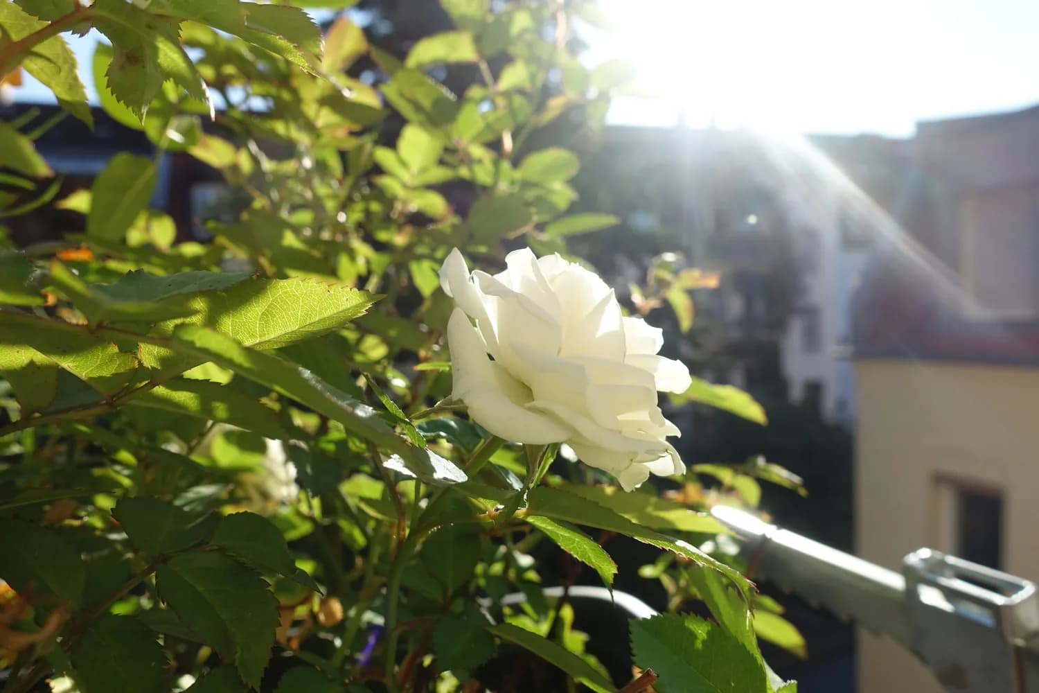 从基础到进阶：栀子花养护全攻略