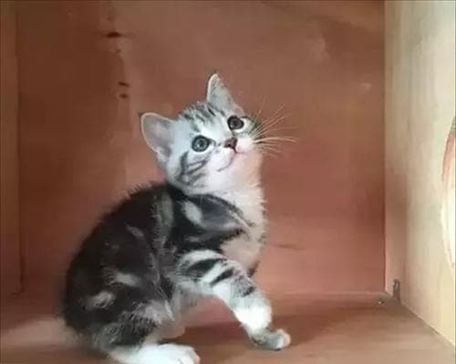 猫咪耳朵动个不停，这是什么情况？