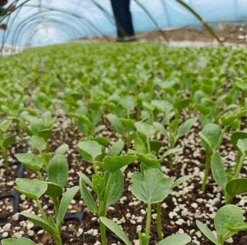 西瓜属于哪种植物类型？（解析西瓜的分类和特征）