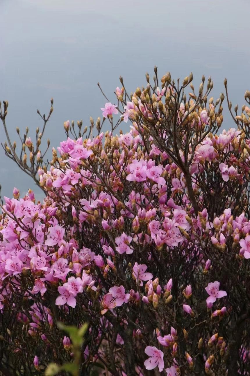 3月相约深圳梧桐山，飞越花海