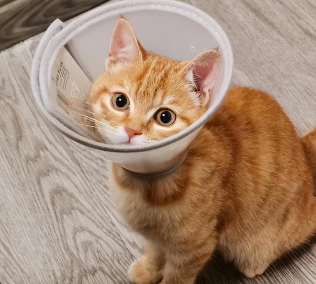 养猫就养‘橘猫’，这些原因太让人喜欢了