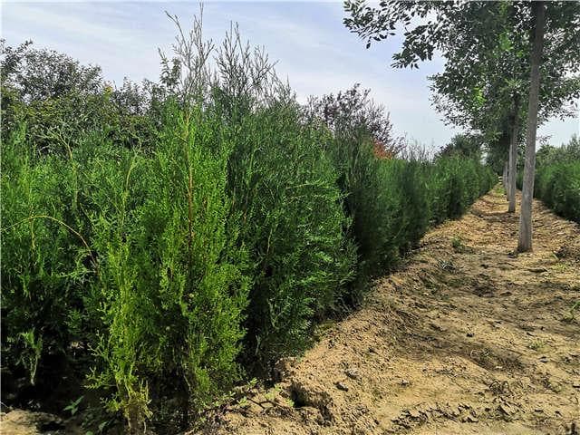 金边瑞香全年繁殖指南：不同季节的技巧详解