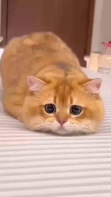 养猫一年，你和普通人就不一样了！