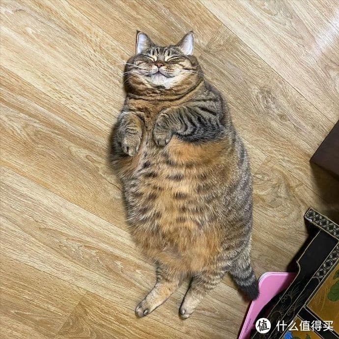 震惊！宠物肥胖引争议，猫狗的健康危机如何应对？
