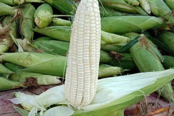 种白玉米怎么种才能高产？