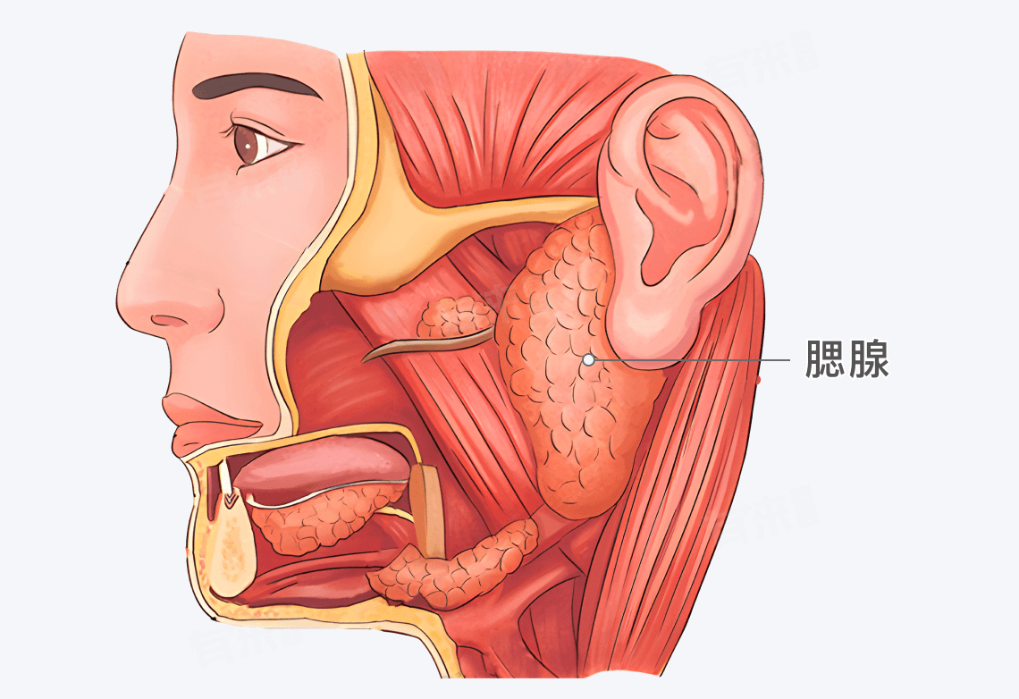 腮腺在哪个位置？腮腺的结构、功能及日常养护全解析
