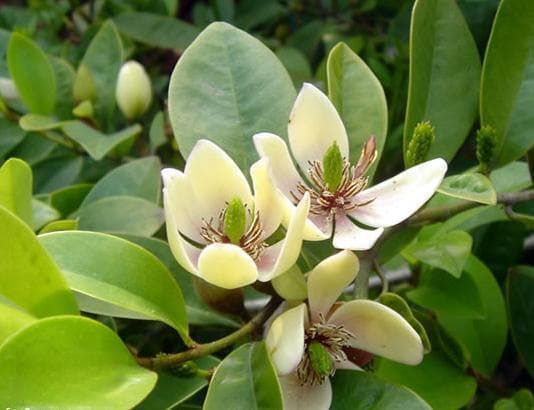 花卉植物种植指南：打造美丽庭院的实用攻略
