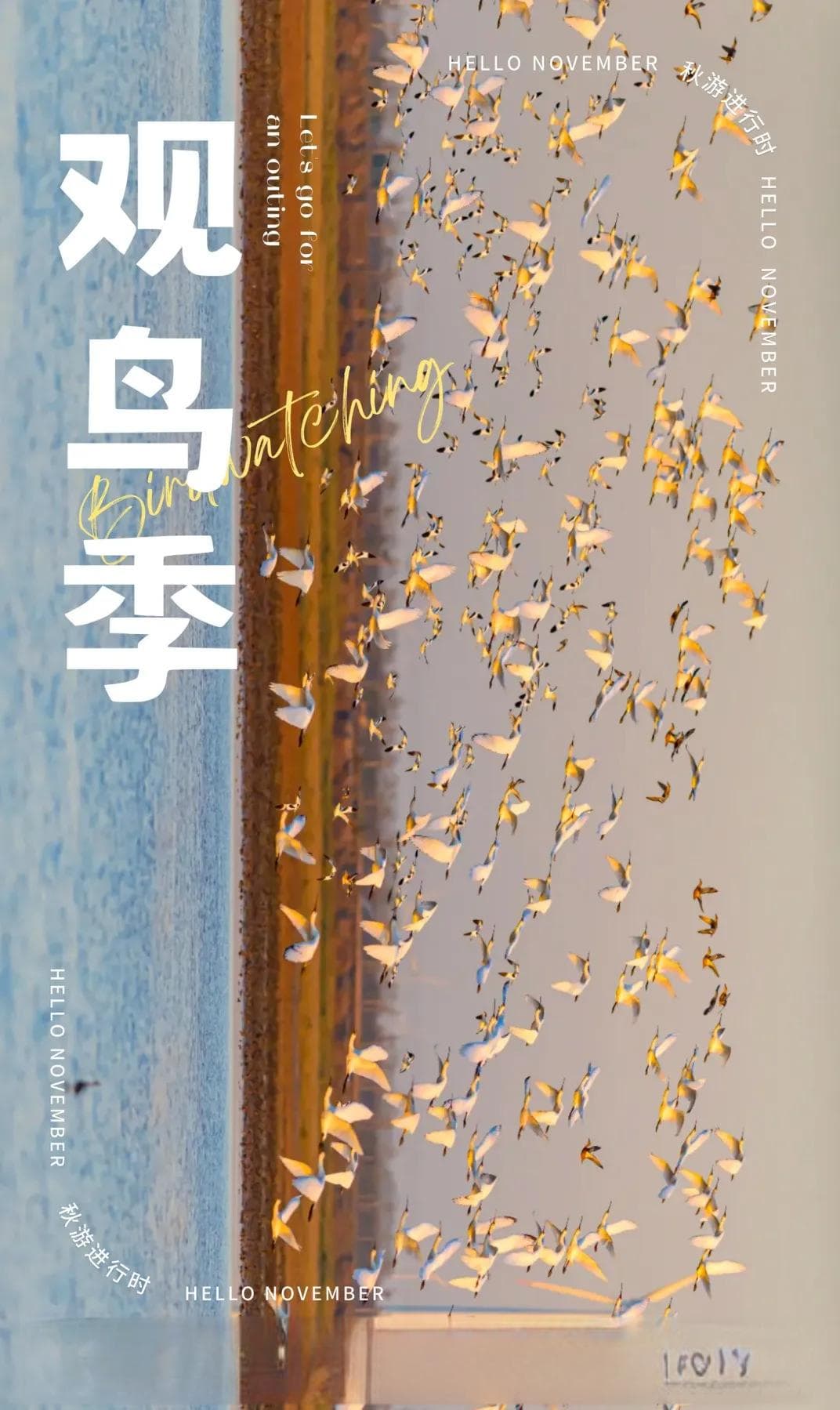今年首批迁徙越冬野生丹顶鹤抵达盐城，多个观鸟点详解