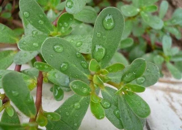马齿苋：富含18种氨基酸的野生蔬菜，还能制药养畜