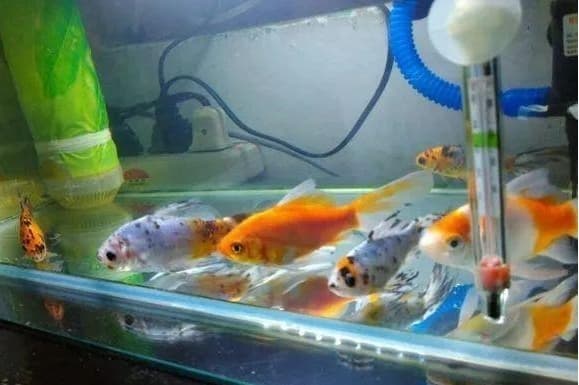 观赏鱼的睡眠习惯与环境需求：营造舒适的休息空间