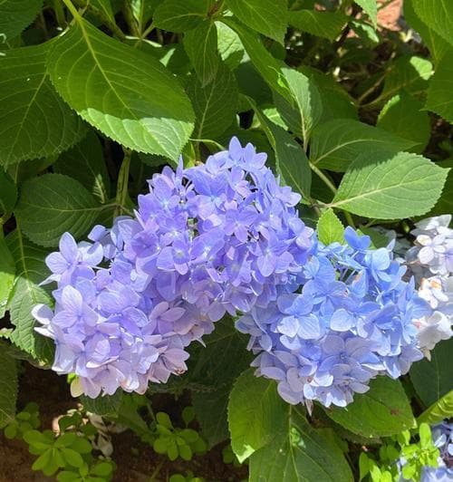 绣球花——缤纷多彩的春季之美