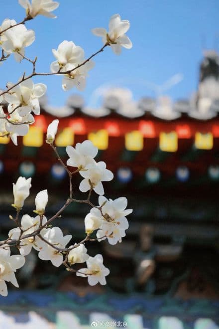 北京“玉兰之最”即将盛开！收下这份北京玉兰追花计划