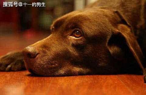 高龄犬饮食指南：从营养到健康管理的全面解决方案