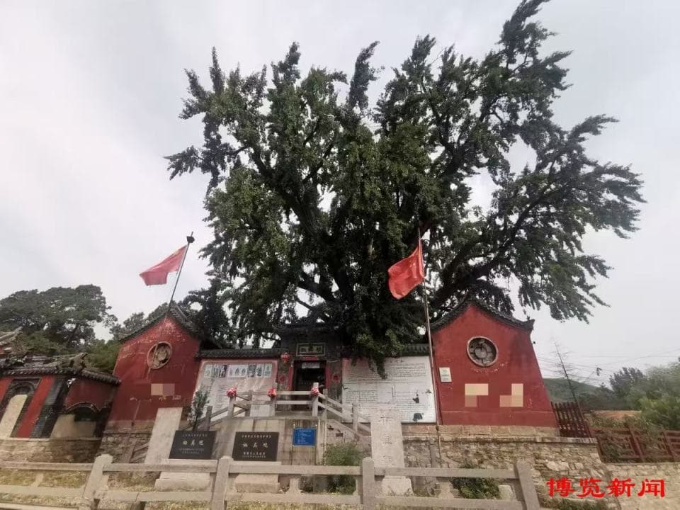 古树名木“会说话”，揭秘自然历史的低语！