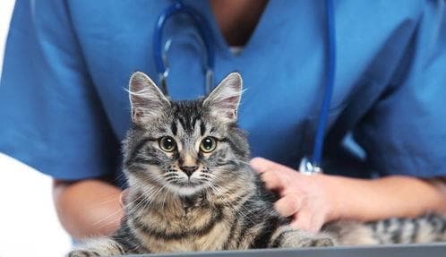 猫咪宠物医院：如何给猫咪做好常规检查？猫咪健康检查指南