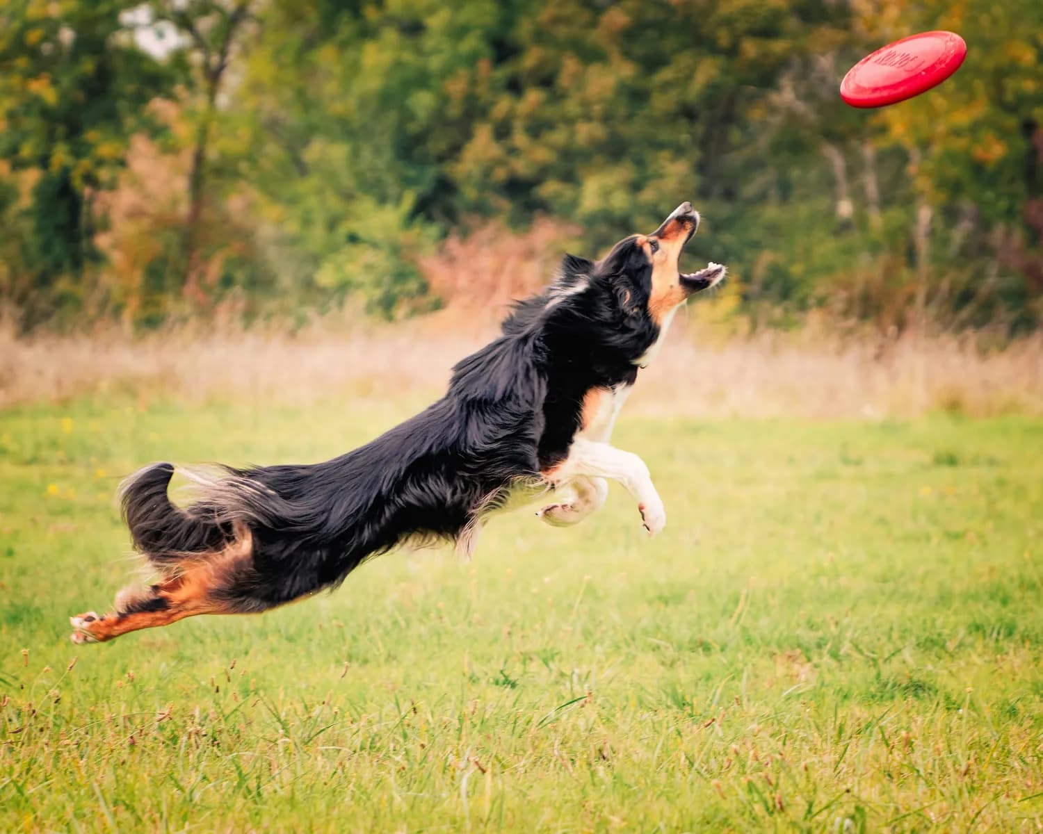 飞盘大赛来袭！和小型犬玩转家庭趣味赛