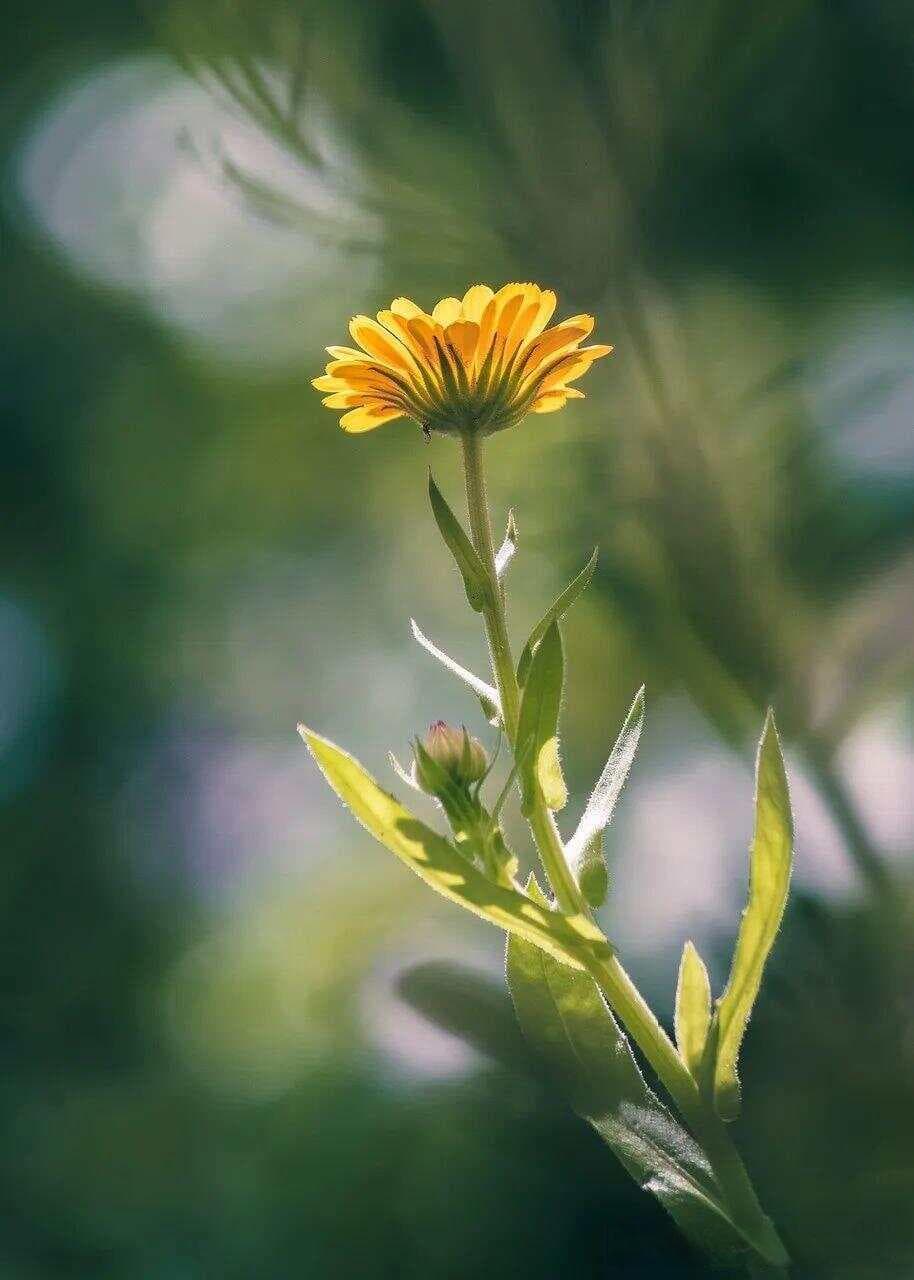路边小野花的14个拍照方法，让你轻松拍出大片
