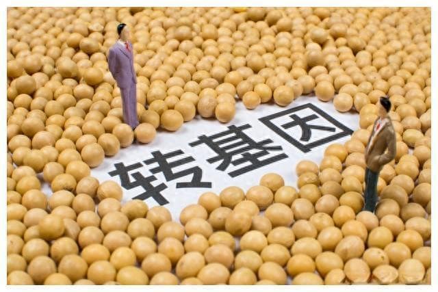 为何选择引进转基因而非大力发展有机绿色食品