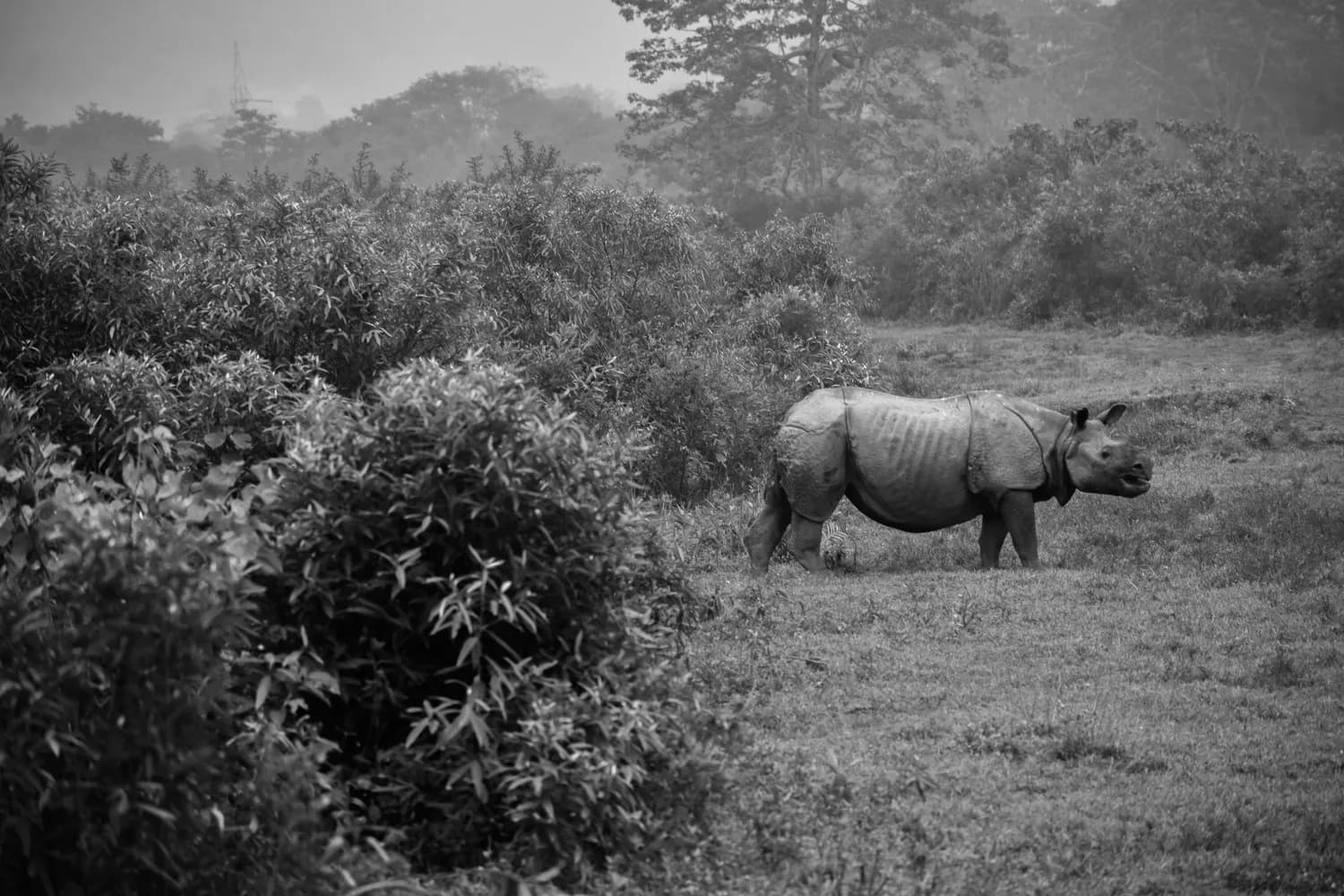 IUCN红色名录：16万物种受威胁，全球生物多样性保护刻不容缓